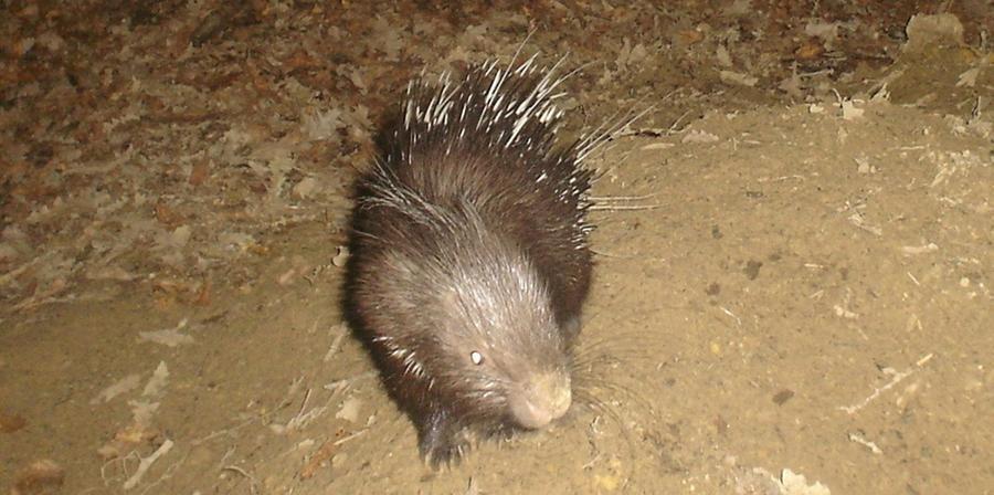 Trovata in Sardegna una nuova specie "aliena", l’istrice vive in Ogliastra e Gallura