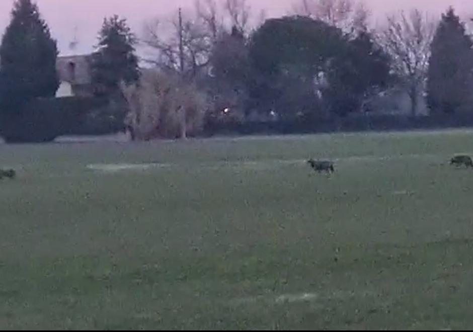 I lupi sono anche a San Vito di Spilamberto