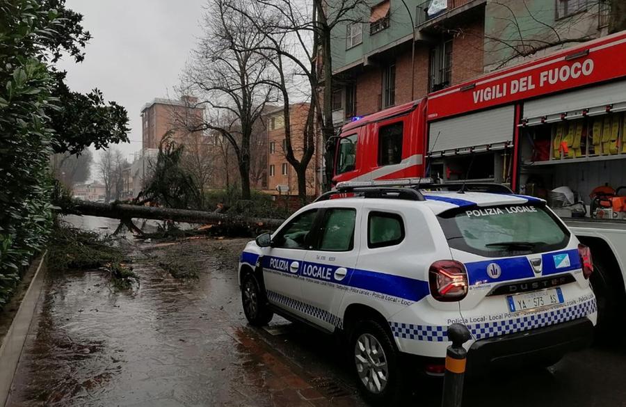 Carpi, albero cade su un’auto: autista si salva