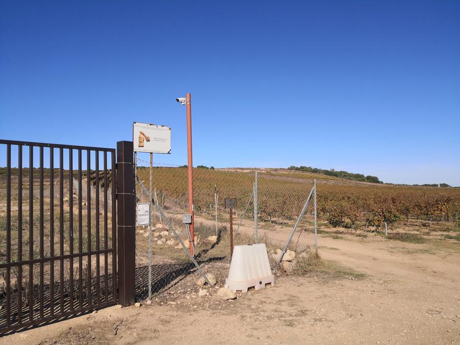 
	La vigna accanto alla zona degli scavi di Mont 'e Prama

