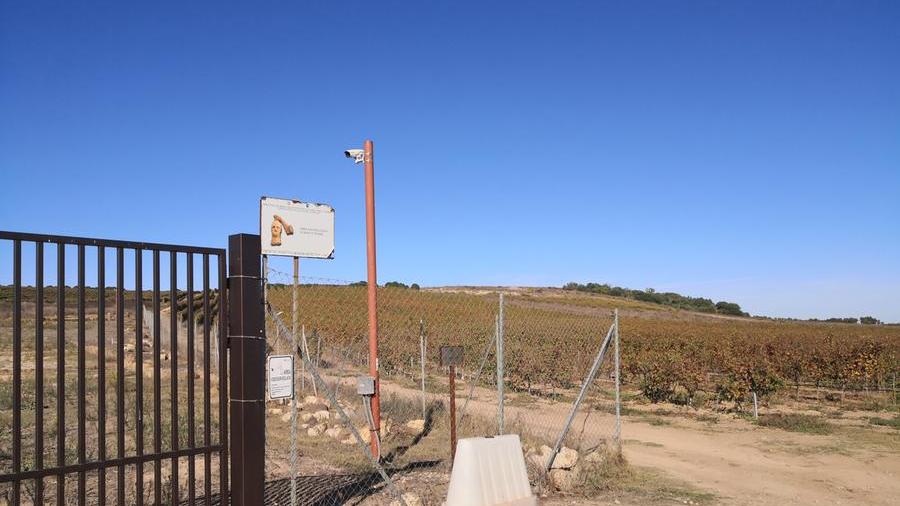 La vigna accanto alla zona degli scavi di Mont 'e Prama