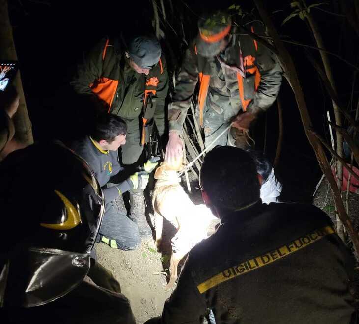 Segugio intrappolato in una buca, a salvarlo sono i vigili del fuoco