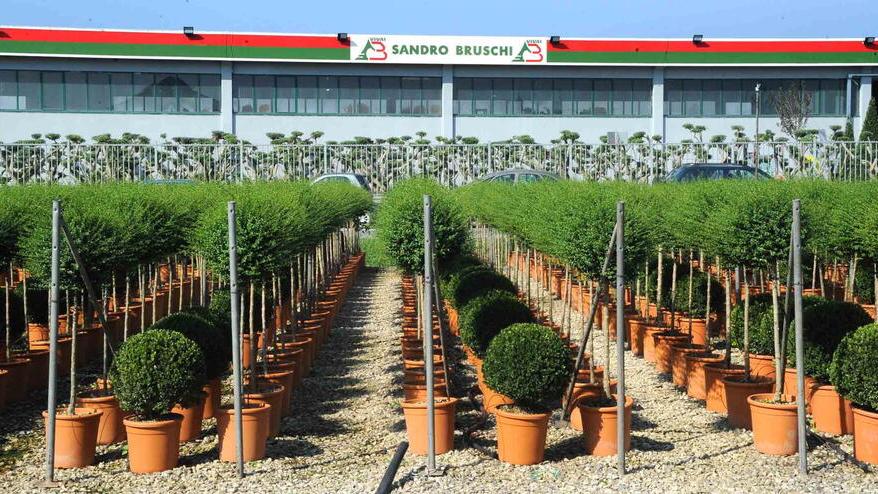 Annullato dalla Cassazione il fallimento “Vivai Bruschi”: si torna in appello con motivazioni pesanti