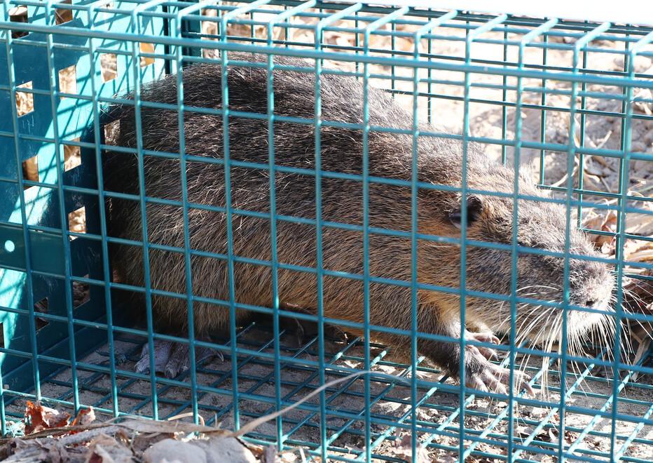 Poggio Renatico, sospese le catture delle nutrie: retromarcia per un disguido