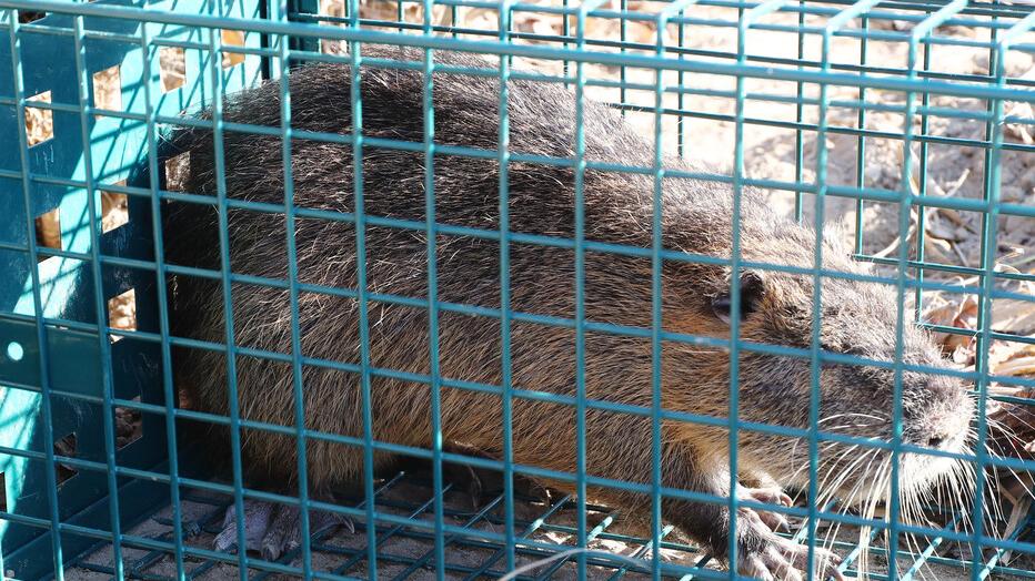 Poggio Renatico, sospese le catture delle nutrie: retromarcia per un disguido