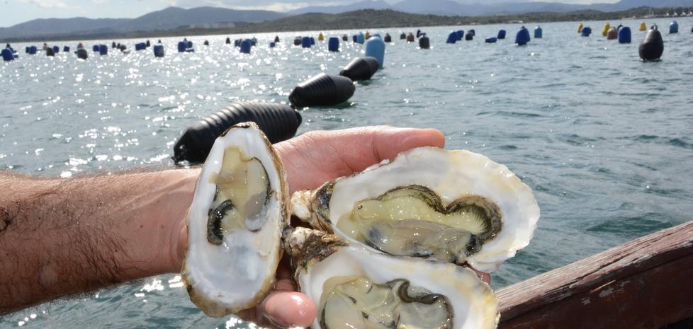 Ostriche: in ascesa gli allevamenti di Olbia, e così il lusso sembra più vicino