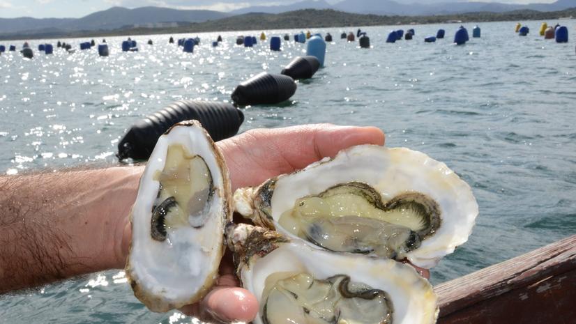 Ostriche: in ascesa gli allevamenti di Olbia, e così il lusso sembra più vicino