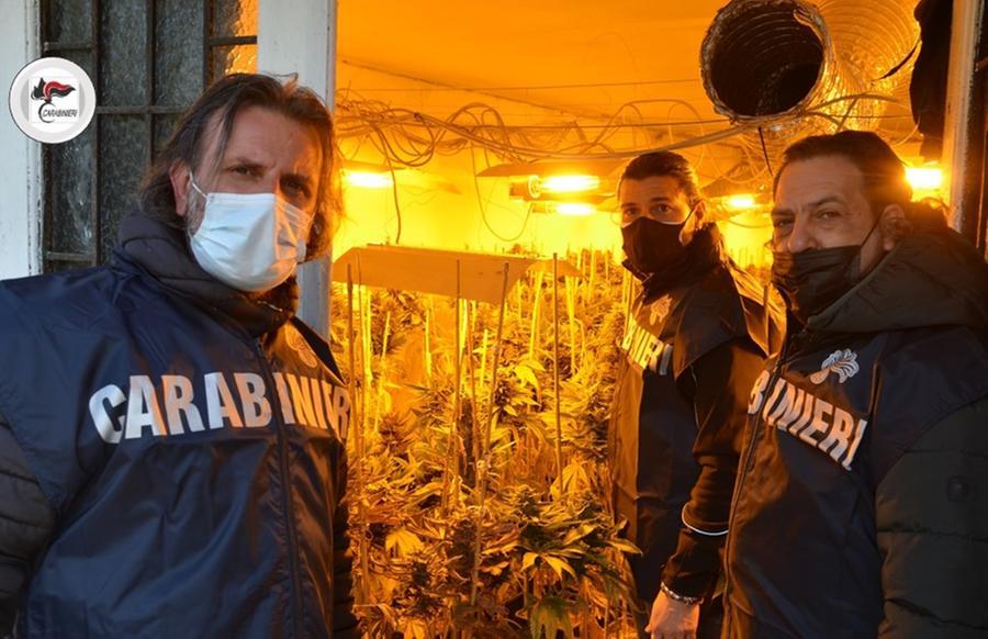 Prato, capannone industriale trasformato in una serra per la marijuana: tre arresti