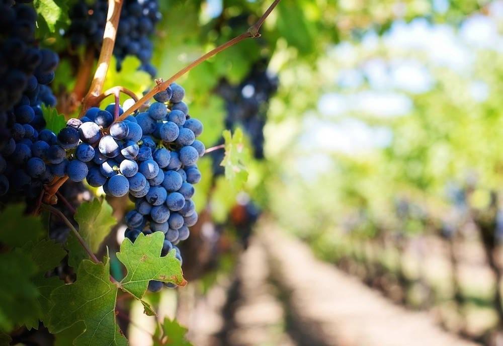 Particolare di una vigna di Cantina Vignaioli Morellino di Scansano