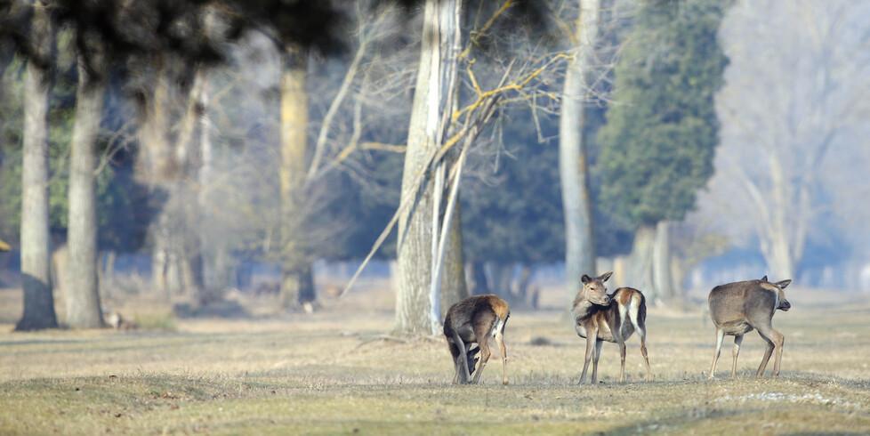 Lido Volano, la richiesta: «Si fermi l’uccisione dei cervi»