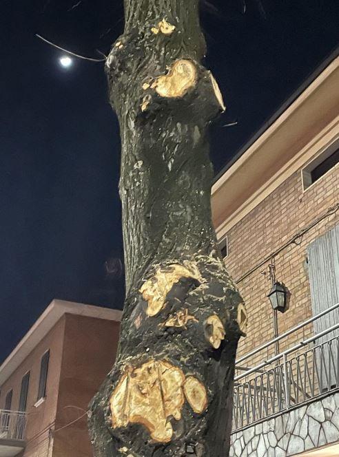 Sassuolo. «Le potature? Un vero macello» Sassuolo Infuria la polemica sul verde in via Radici