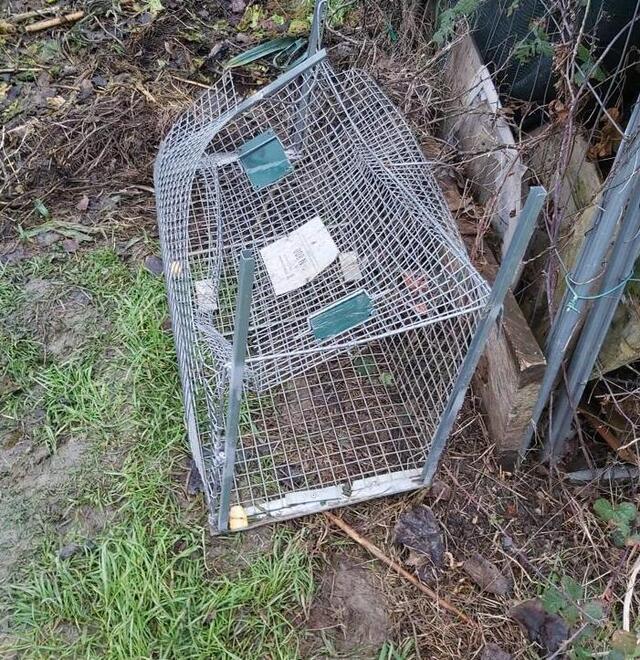 Modena La campagna per limitare le nutrie sabotata dai continui vandalismi 