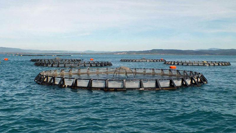 Itticoltura: progetto da 70mila euro per stimare l’impatto ambientale