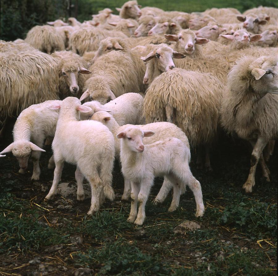 agnelli Il logo del Consorzio di tutela