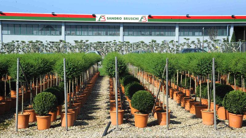 Pistoia, sospesa la vendita giudiziaria della “Bruschi Sandro vivai”