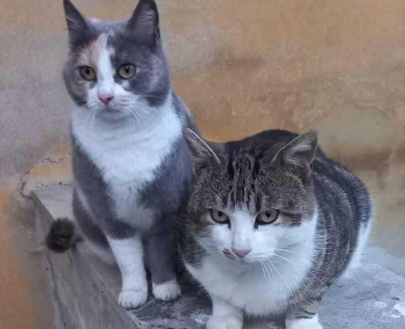 Una storia d’amore felina in cerca di lieto fine