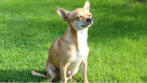 Tresigallo. Rapisce il cane e chiede il riscatto: denunciato