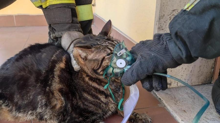 
	Il gatto soccorso dai vigili del fuoco

