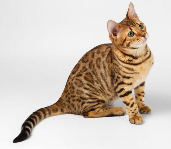Un gatto bengalese