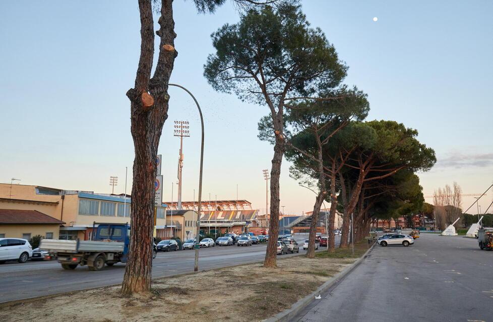 Il braccio di ferro sul verde «Accanimento contro i pini»