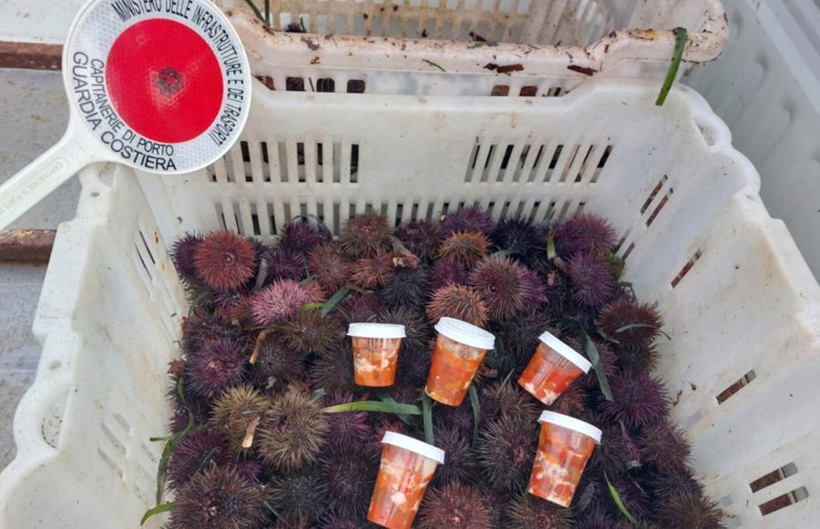 Blitz al Poetto: sequestrati mille ricci e a un ambulante anche attrezzatura e furgone