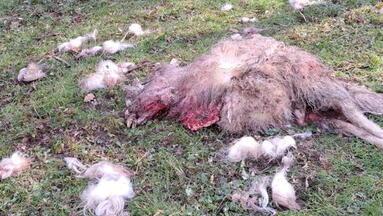 Le pecore vittime dell’attacco dei lupi