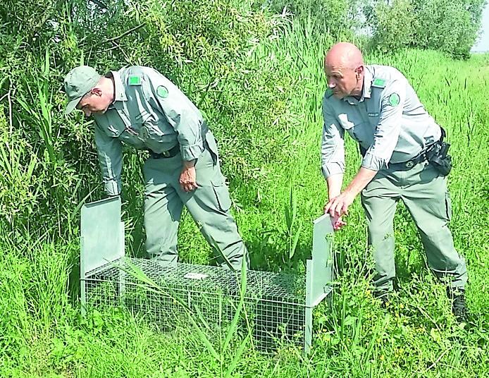 Modena. Il progetto di Legambiente e Consorzio «Sterilizzare le nutrie, non abbatterle» 