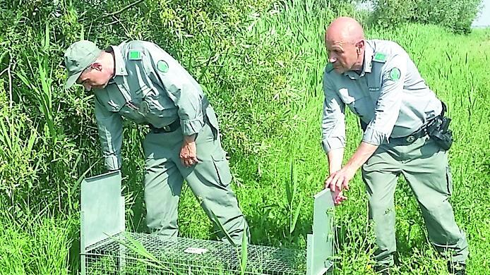 Modena. Il progetto di Legambiente e Consorzio «Sterilizzare le nutrie, non abbatterle»
