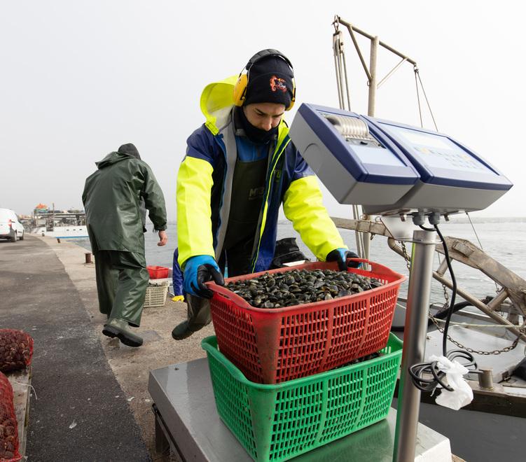 Porto Garibaldi, prezzo delle vongole ai minimi storici