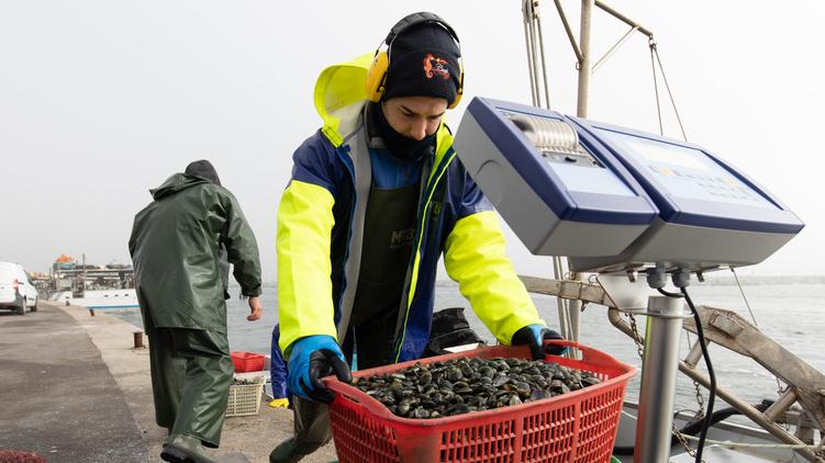 Porto Garibaldi, prezzo delle vongole ai minimi storici