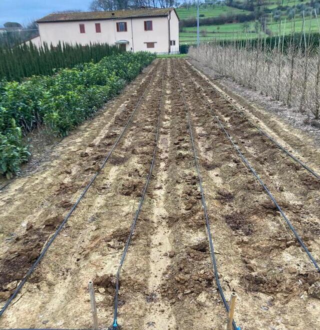 Il terreno dell’azienda Innocenti Vittorio e Quintilio in cui erano  piantati gli aceri rubati