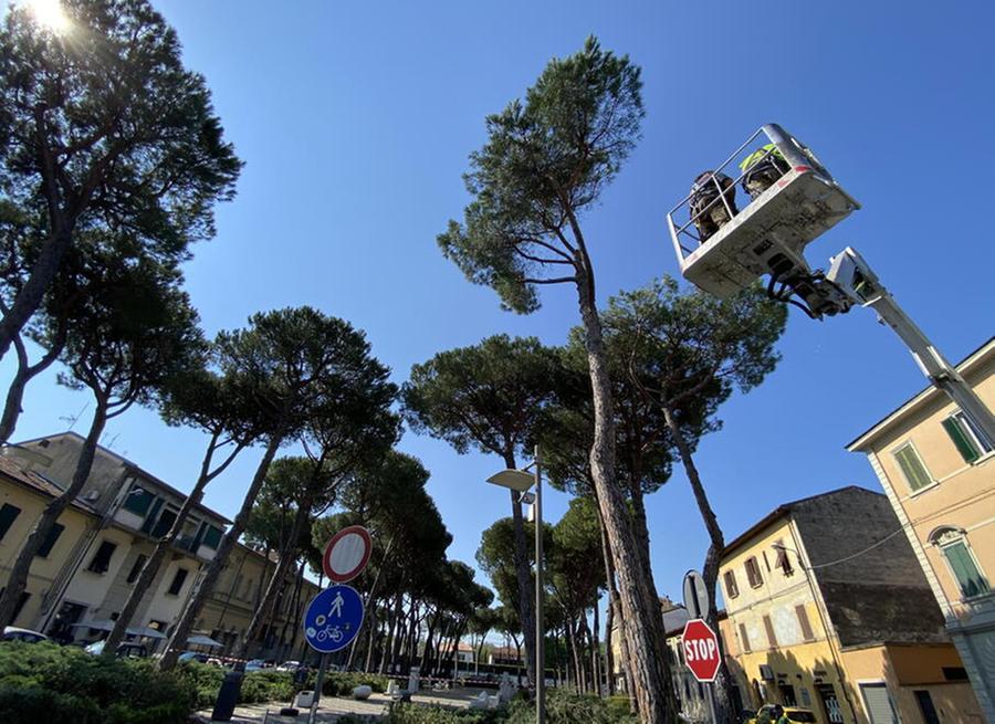Un’immagine degli interventi sulle alberature in piazza già effettuati alcuni mesi fa (foto Franco Silvi)