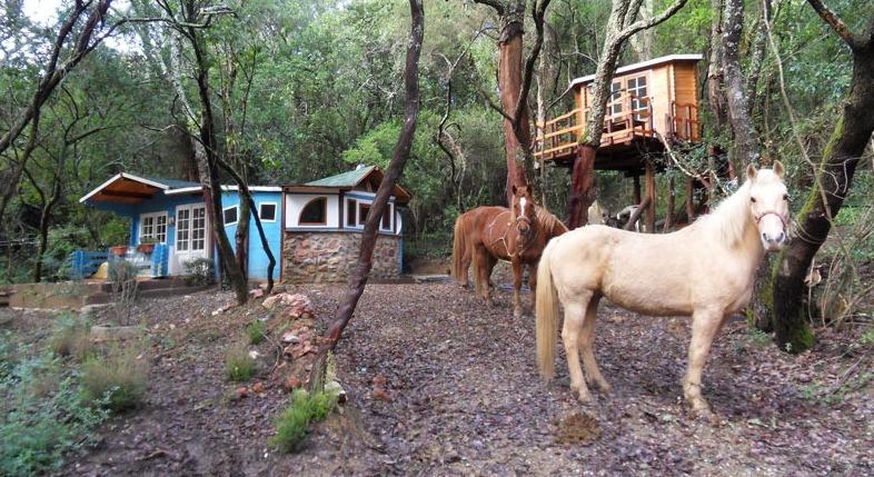Gavorrano, casette nel bosco a Caldana, il Comune vince al Tar: «Andranno demolite»