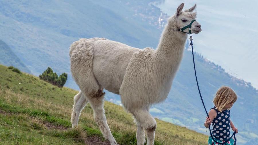 Sul Monte Baldo, tra la natura e gli alpaca
