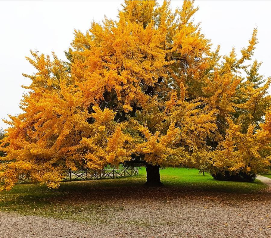 Ammirare il foliage tra le maxi panchine