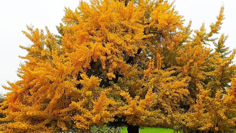 Ammirare il foliage tra le maxi panchine