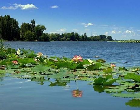 Mantova e la crociera tra i fiori di loto