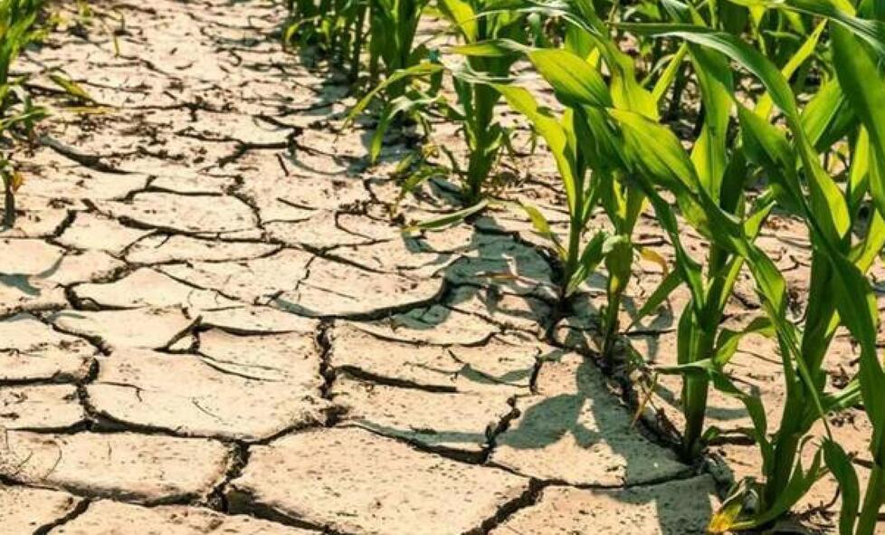 Il problema siccità. «Occorre riforestare le nostre città E la vera fonte green è l’idroelettrico» 