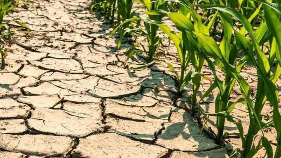 Il problema siccità. «Occorre riforestare le nostre città E la vera fonte green è l’idroelettrico»