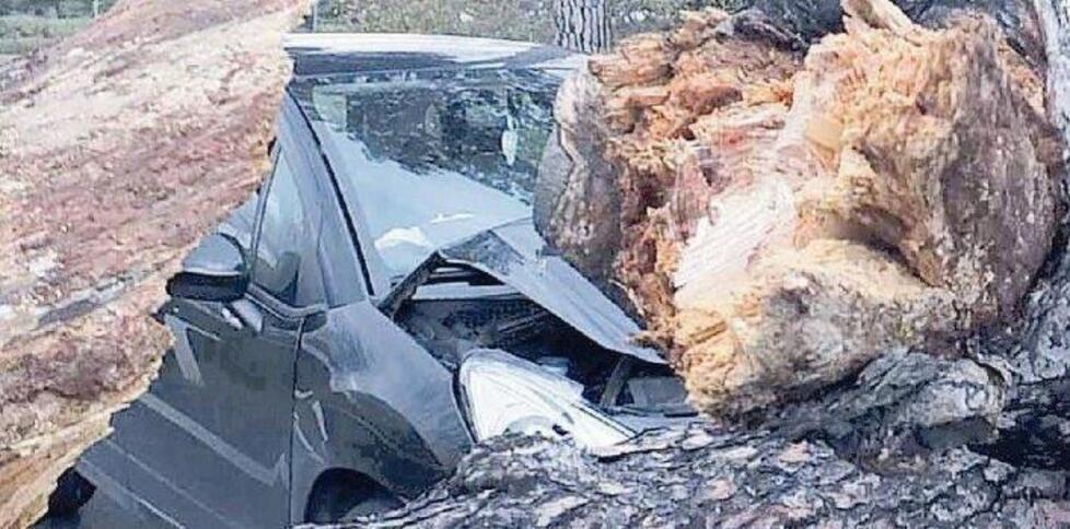 Pisa, auto distrutta da un pino: Anas condannata a risarcire