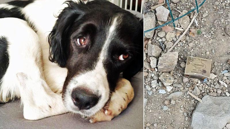 Piombino, il delirante proclama in una lettera anonima al Tirreno: «Uccideremo tutti i cani»