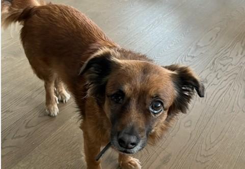 Pavullo. Randellate alla cagna: condannato a pagare 22mila euro di multa 