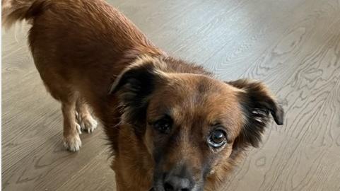 Pavullo. Randellate alla cagna: condannato a pagare 22mila euro di multa