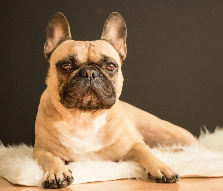 Modena. Si avvicina troppo, il cane la morde «È imprudenza: no al risarcimento» 