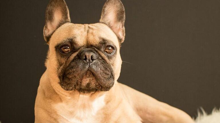 Modena. Si avvicina troppo, il cane la morde «È imprudenza: no al risarcimento»