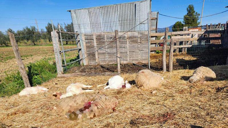 Gregge sbranato in Maremma, l’allevatore: «Siamo spaventati»