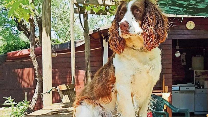 La cagnolina Brisca, la prima a finire nel mirino dell’aguzzino