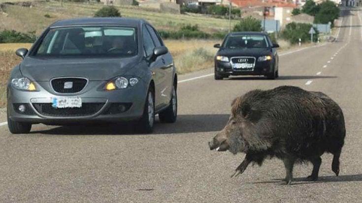 Toscana prima regione per numero di incidenti causati da animali selvatici: le strade più a rischio