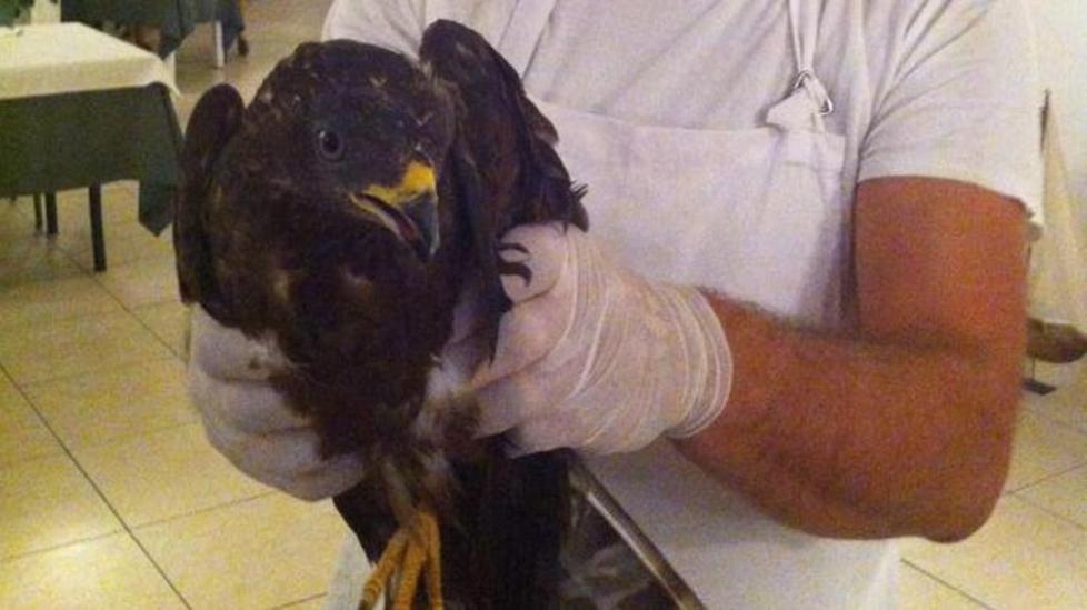 Giovane falco reale salvato a Stintino