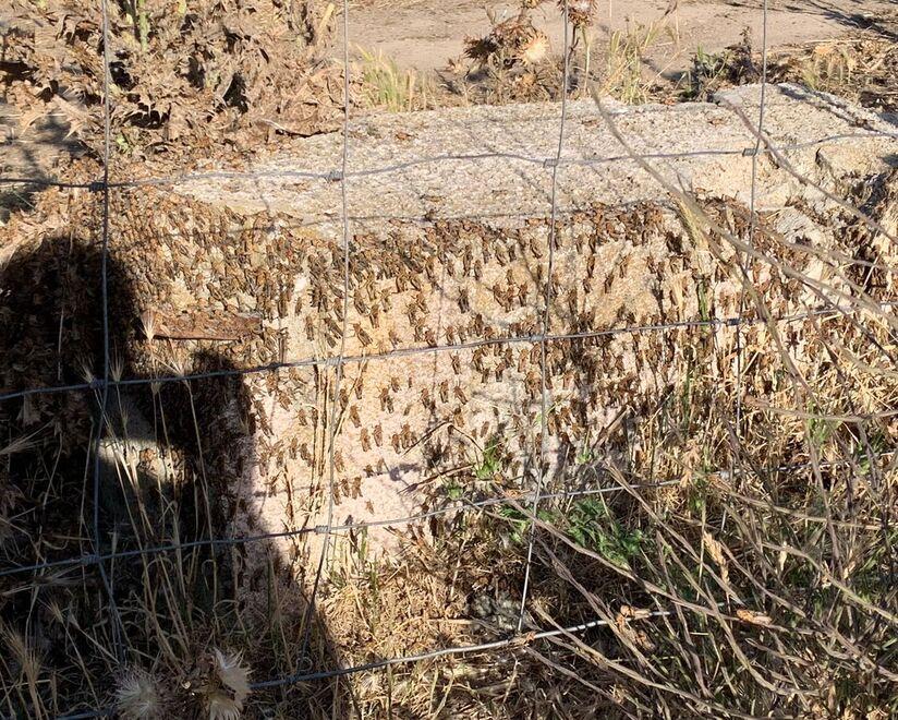 Cavallette, incubo a primavera. Laore: «Pronti a intervenire» 
